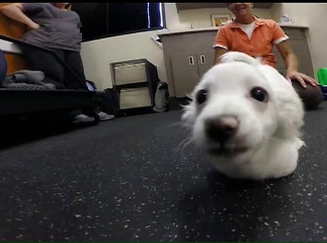 A white dog is sitting on the floor in a room.