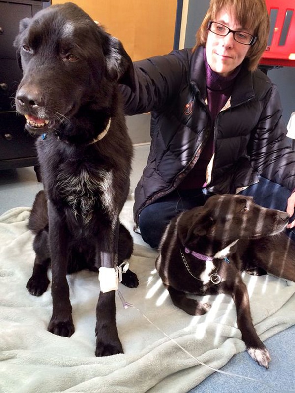 After 52 Days in the Cold, a woman sits on a blanket, overjoyed to be reunited with her two dogs.