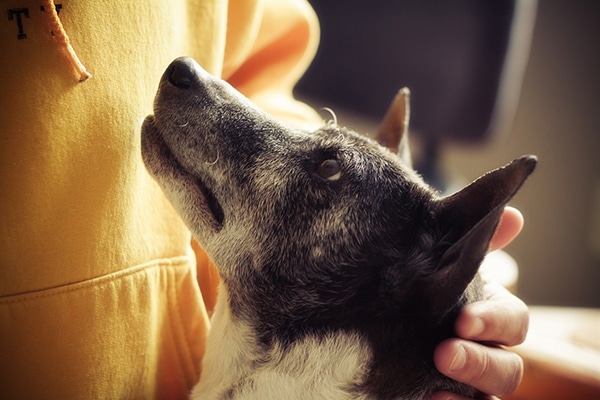 6 Tips on How to Care for Your Senior Dog