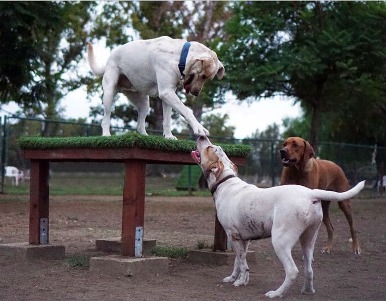 A group of dogs playing in a Dog Park in Los Angeles.