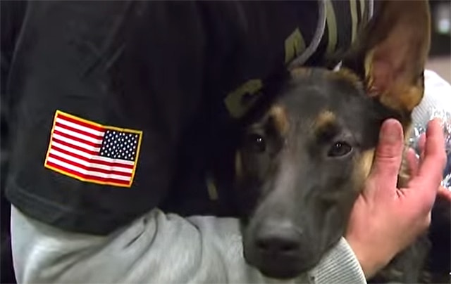 A german shepherd service dog being held by a man with an american flag.