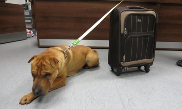 A left-at-airport shar pei dog is peacefully laying next to a suitcase, still tethered by its leash.