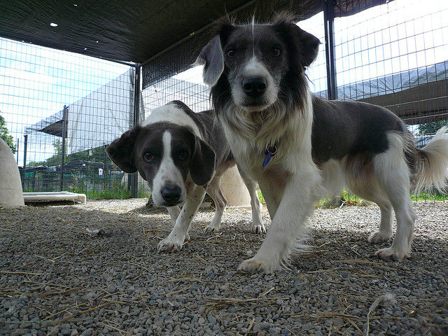 Two dogs at the New York Animal Care and Control kennel.