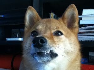 Shiba Inu With Raised Teeth Flickr Taro The Shiba Inu This