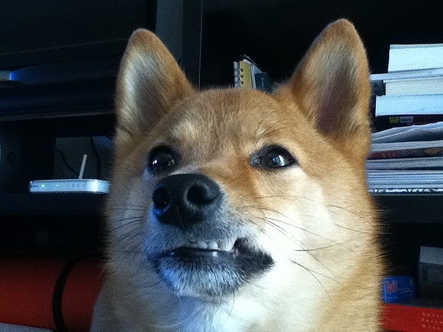 The dog is sitting quietly in front of a desk.