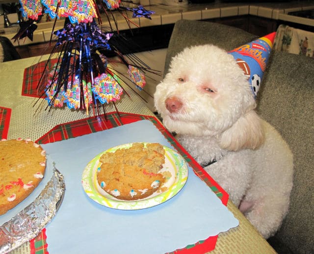 North Korea Has Figured Out What Is Wrong With America: A Smiling Dog Eating Cake