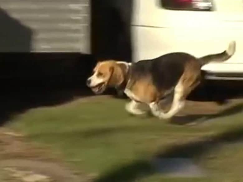 Snoopy, the beagle, running in front of a white car.