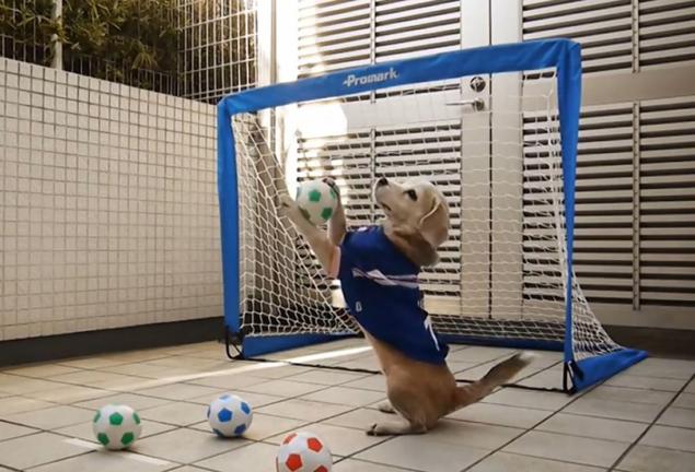 Purin, a dog playing with soccer balls in front of a goal.