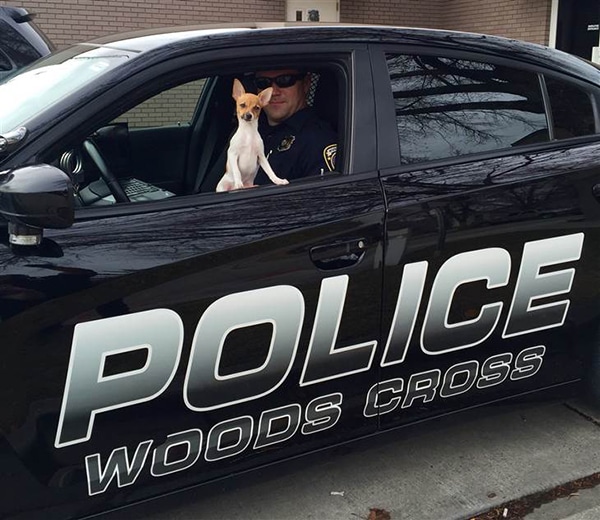 Stephanie Gonzales, a chihuahua, sits in the driver's seat of a police car.