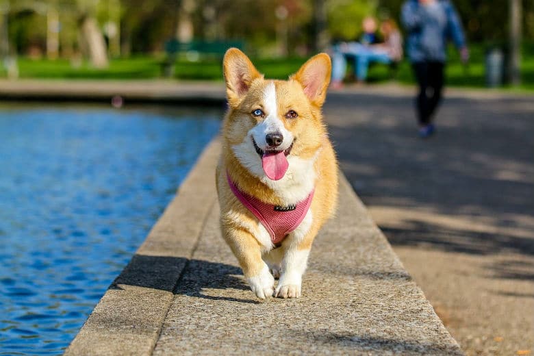 The 10 Best States to Be a Dog