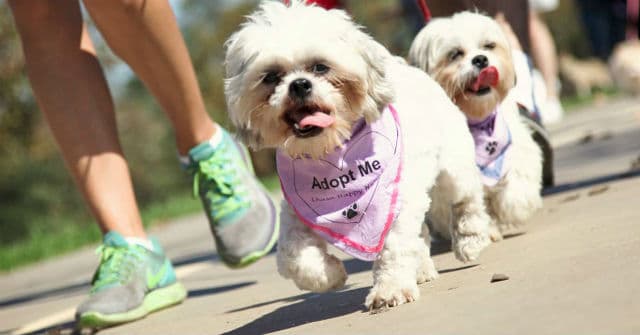 Two white dogs with purple bandanas strut their mutt on a sidewalk.