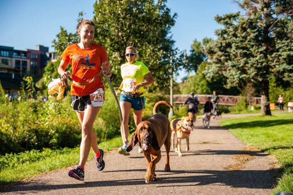 A group of people strut their mutt while running on a paved path with dogs.