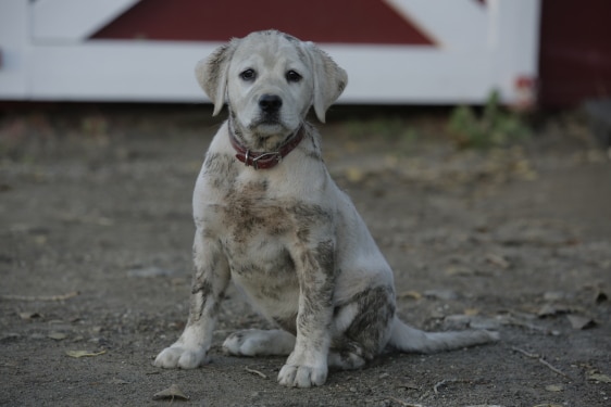 A white dog sitting on dirt in front of a barn, featured in a Budweiser Super Bowl commercial.