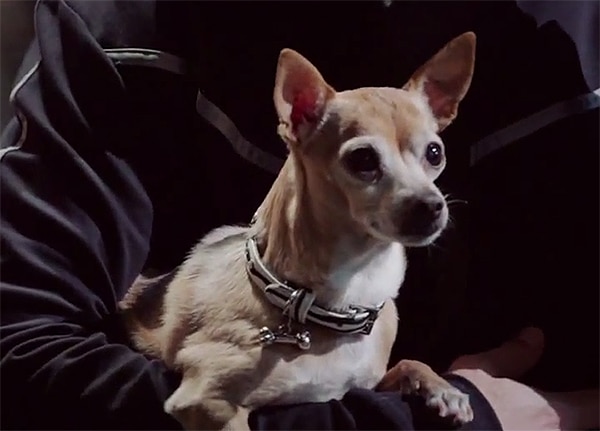 Liam Neeson Rescues Dog in ‘Taken 4’ Spoof