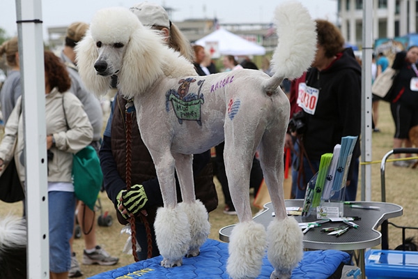 A white poodle standing on a table at an event, adorned with a tattoo.