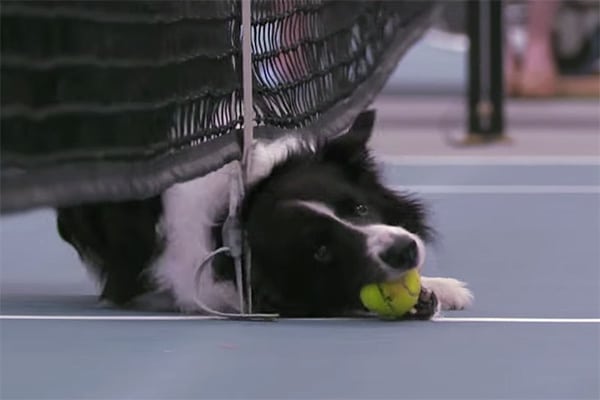 A black and white dog playing with a tennis ball at the ASB Classic.