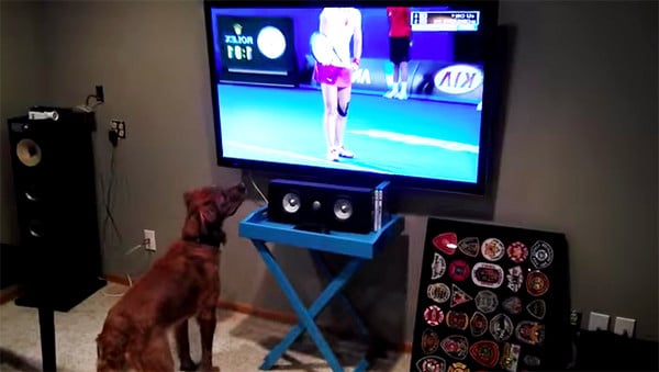 A tennis-loving dog glued to the TV screen, enthralled by a thrilling match.