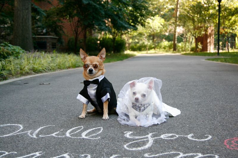 Two Chihuahuas in tuxedos sit on a dog wedding.