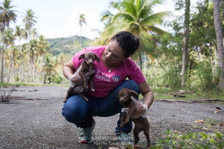 The Sato Project to Hold 'Low Tea' Fundraiser in Brooklyn to Help Puerto Rico Dogs