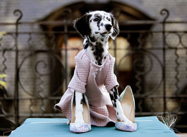 A dalmatian, one of the most fashionable dog models, confidently struts down the runway in a stunning dress and high heels.