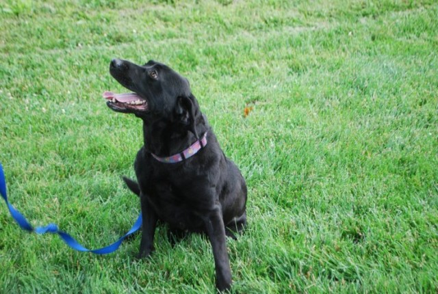 Dog Named Bear Played Pivotal Role in Subway's Jared Fogle Arrest