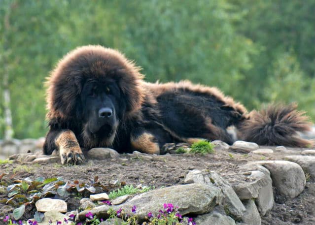 A Tibetan Mastiff, a large black dog, laying on a rock.