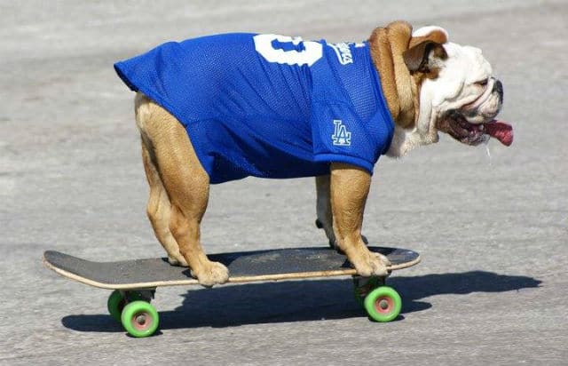 Tillman, a skateboarding bulldog, sporting a blue jersey.