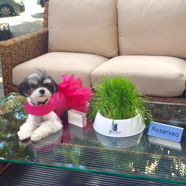 A dog dressed in a pink dress sits on a glass table next to a pot of grass at the Ritz Carlton during Yappy Hour.