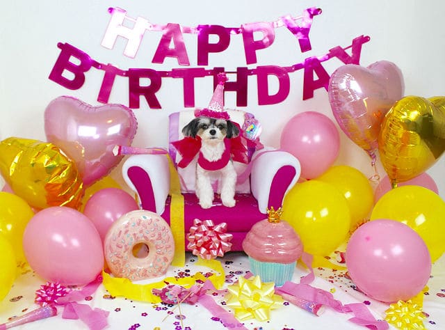 A dog sitting in a chair surrounded by tinkerbelle decorations.