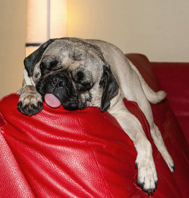 A pug dog sleeping on a red couch, in need of some active playtime to tire out.