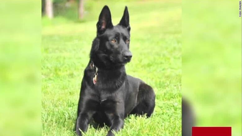 A black german shepherd police dog is laying in the grass.