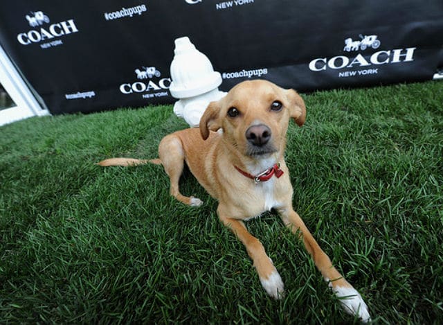 A Toulouse brown dog laying on the grass in front of a coach sign.