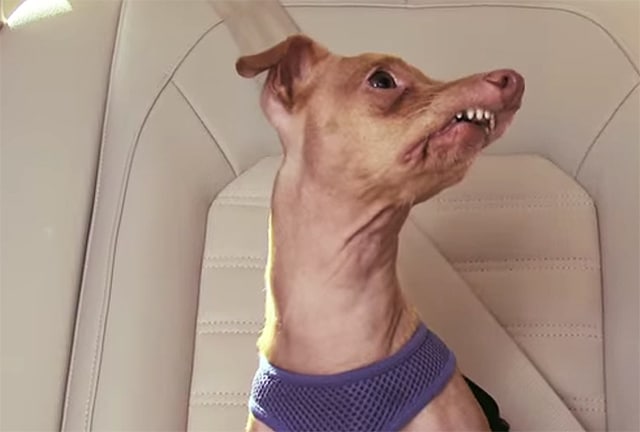 A dog is sitting in the back seat of a car, and it's absolutely adorable.