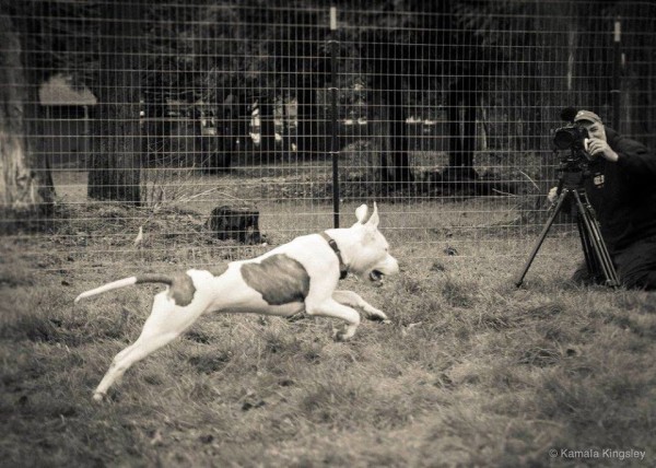 In honor of Unchain a Dog Month, this captivating black and white photo captures the spirit of a dog joyfully running through a fence.