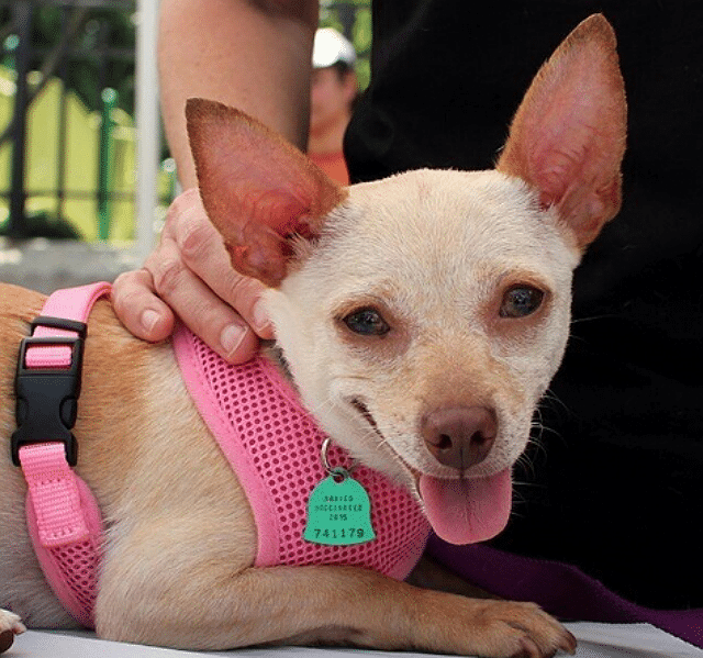 A chihuahua wearing a pink harness at Adoptapalooza.