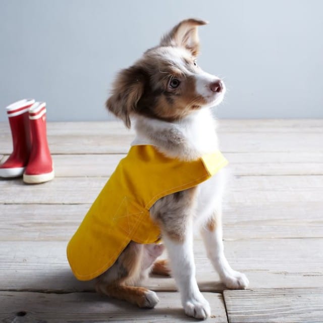 A small dog wearing a yellow raincoat in rainy weather.