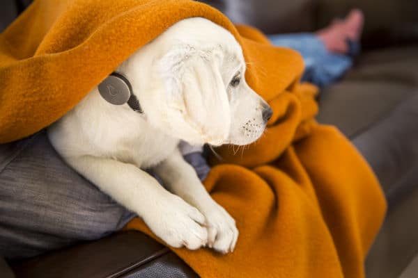 A white dog laying under a blanket on a couch, oblivious to the sound of a nearby whistle.