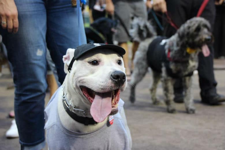 Dogs Break Guinness World Record at White Sox Game