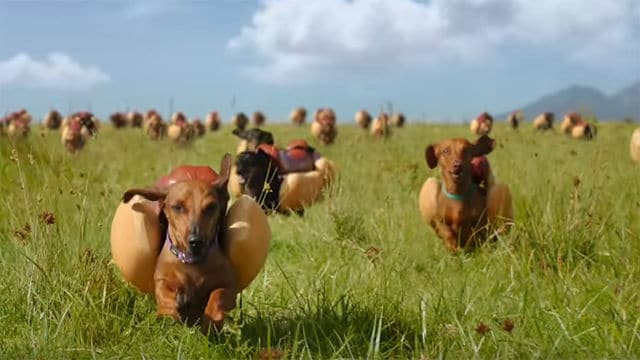 wiener dogs and heinz|