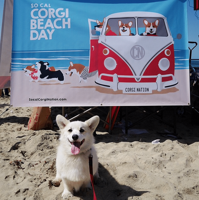 Corgis unite for a fun-filled day at the beach, celebrating their love for sand, surf, and each other.