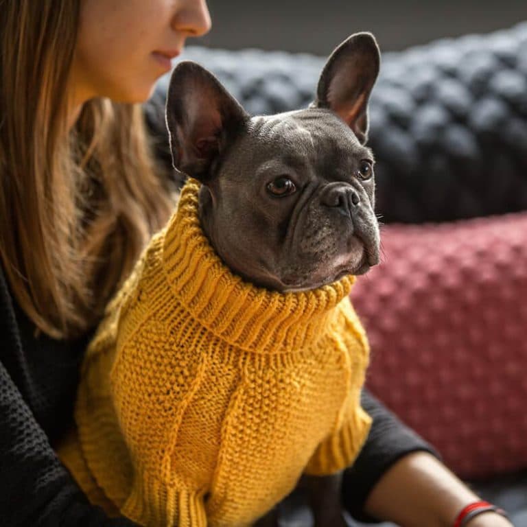 wooldogmushers1mushers1mushersYeti_Gray_Harness_with_Leash