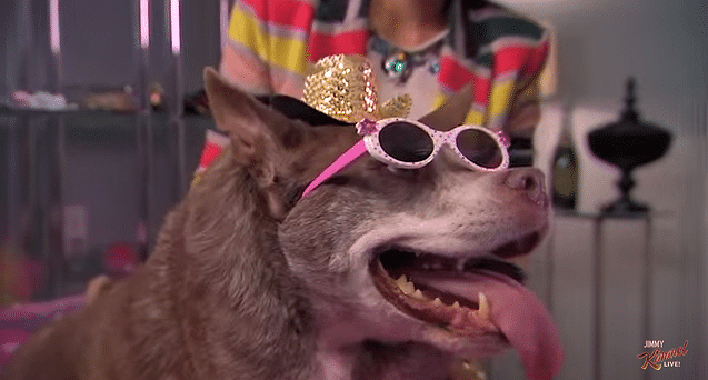 A woman wearing sunglasses with the world's ugliest dog on her lap.