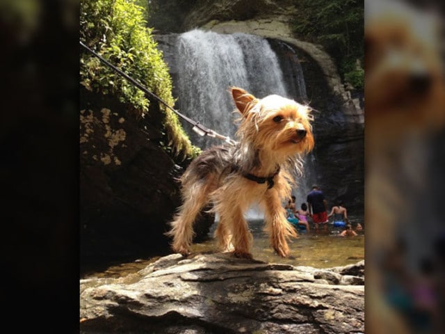 A small dog standing in front of a bigfoot.
Keywords: bigfoot