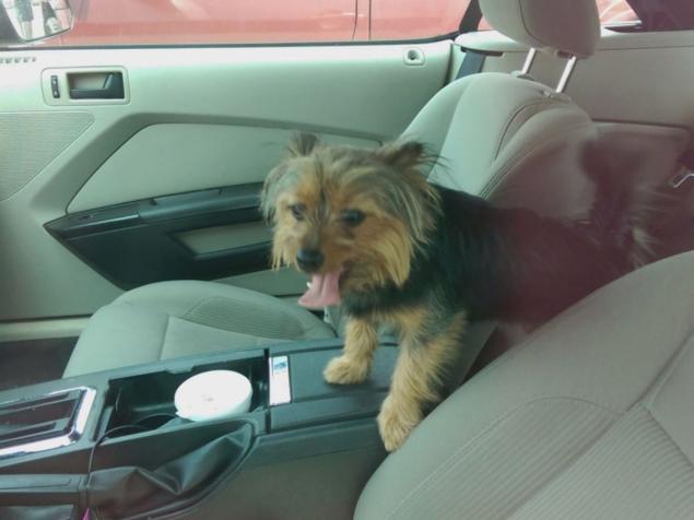 A small dog in the back seat of a car, as a man saves it.