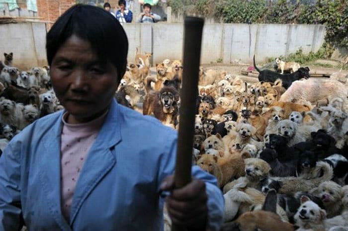 A woman is standing in front of a large group of dogs at the yulin dog meat festival.