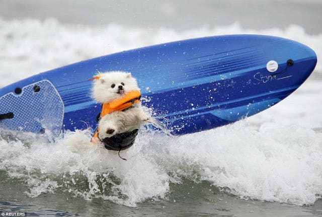 A white dog is riding a surfboard in the ocean at the Unleashed by Petco Surf Dog Competition.