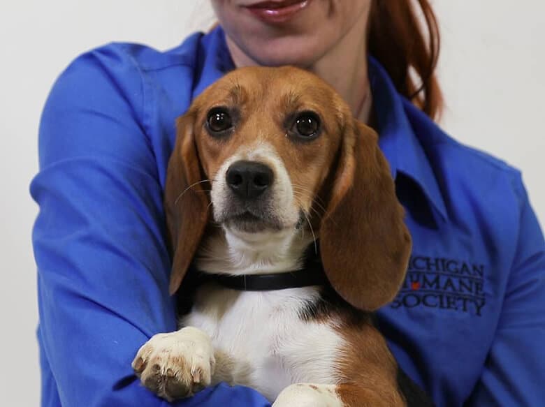 A woman gently holds a Beagle in her arms.