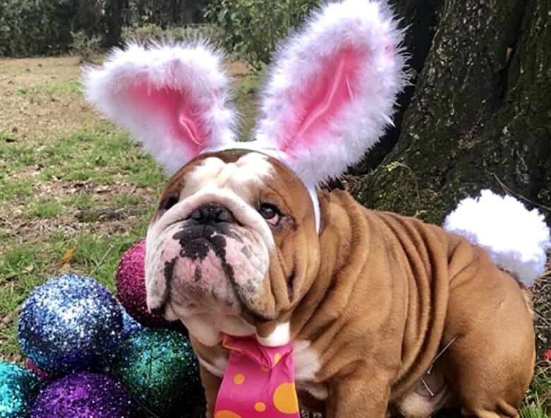 Cadbury Is Looking for a New Easter Bunny – and It Could Be Your Dog!
