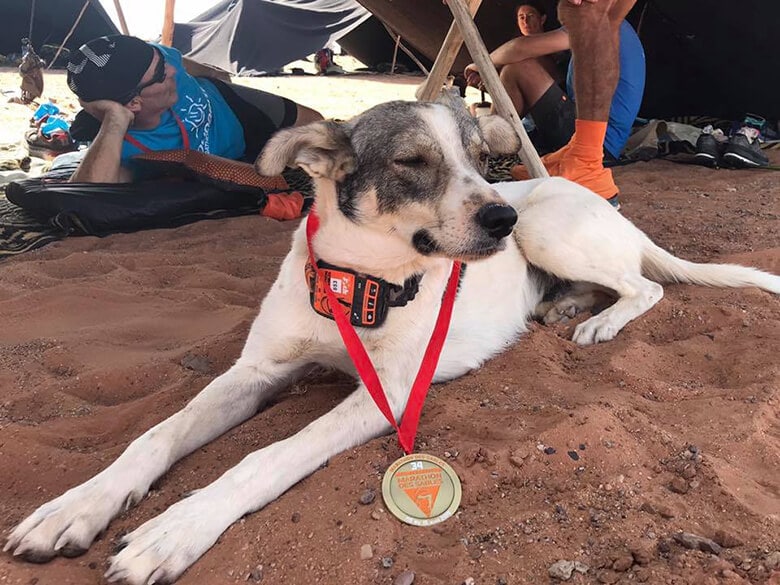 A competitive dog lounging on the sandy beach, proudly displaying its medal.