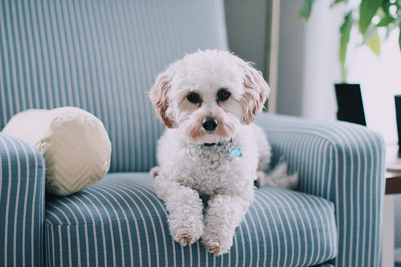 dog on couch and dog body language